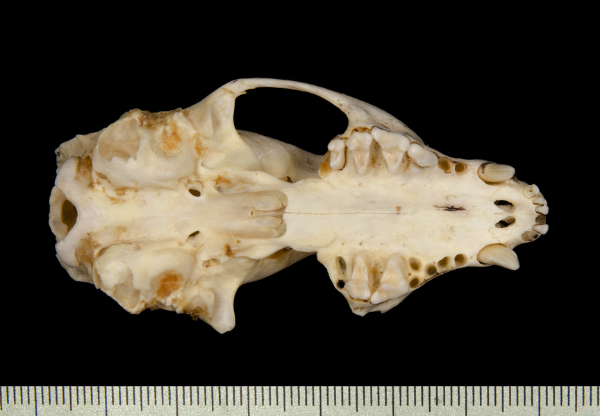 ventral5520