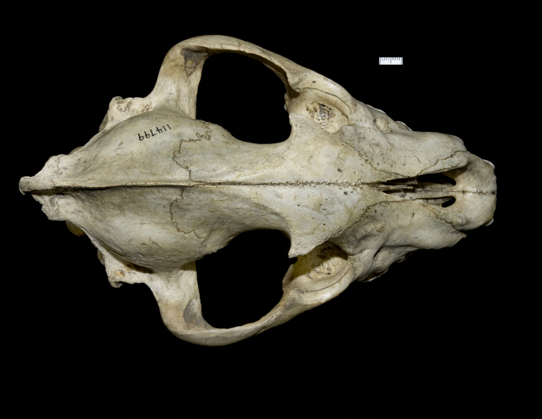 Craniata