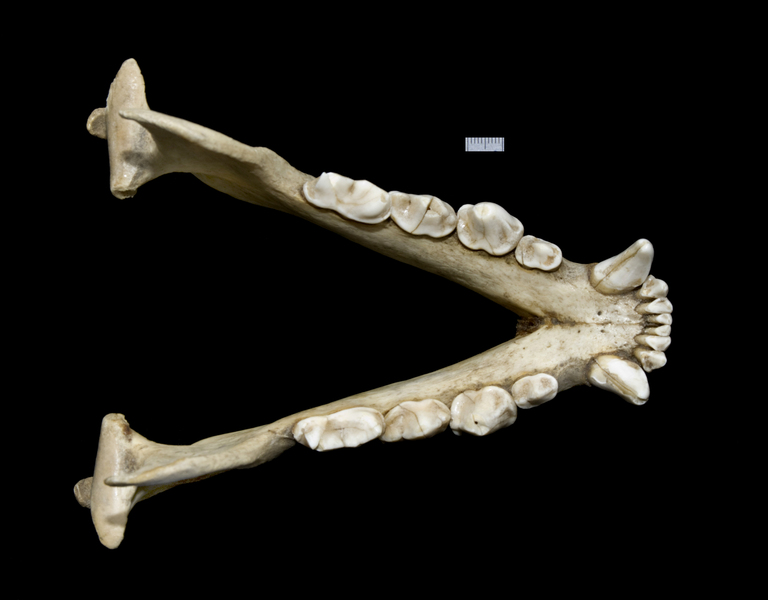 Vertebrata