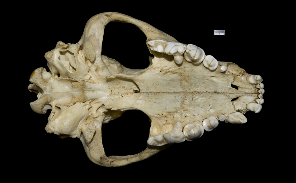 https://animaldiversity.org/collections/contributors/phil_myers/ADW_mammals/specimens/Carnivora/Hyaenidae/Crocuta_crocuta/ventral/large.jpg