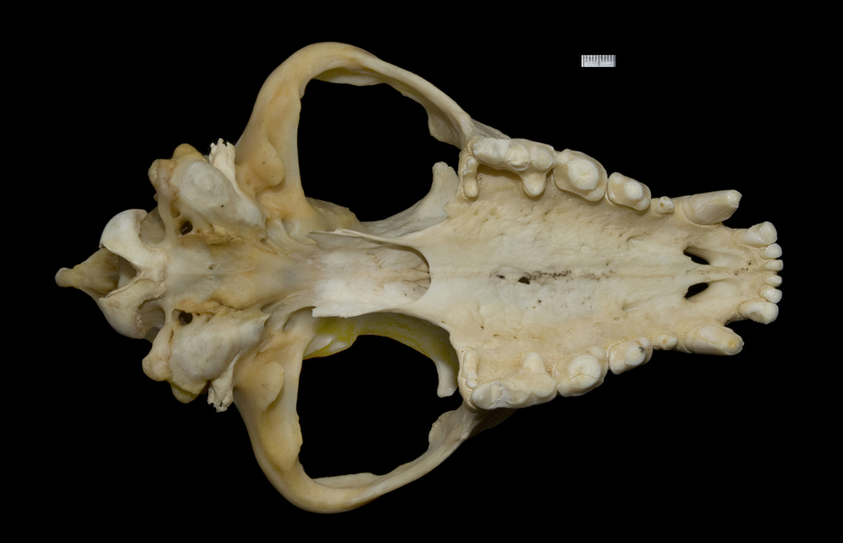 Eumetazoa