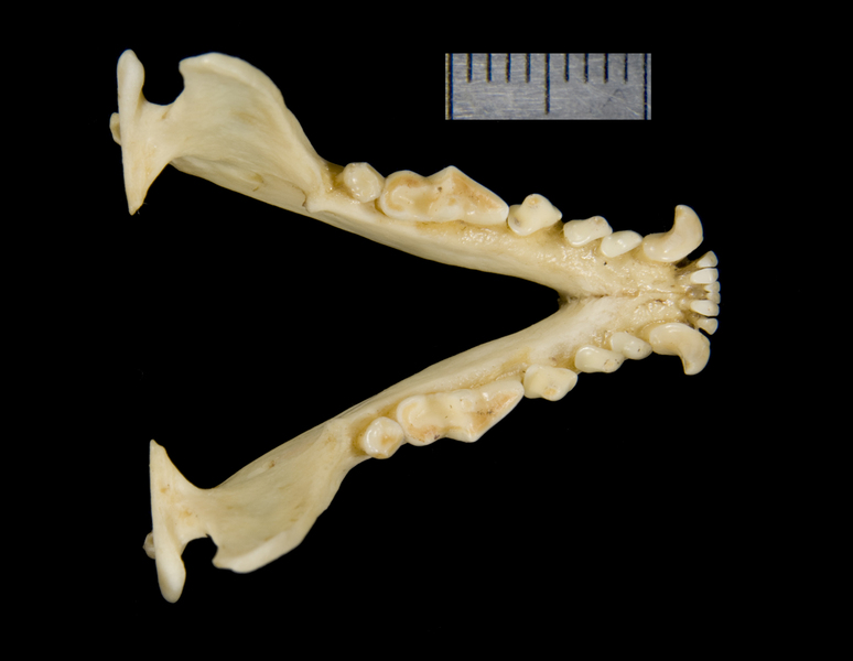 lower_dorsal