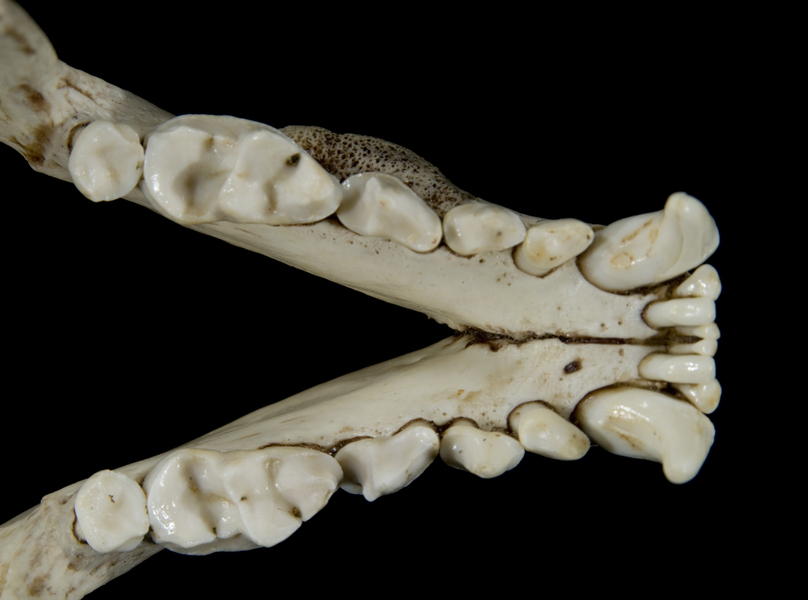 Lontra canadensis