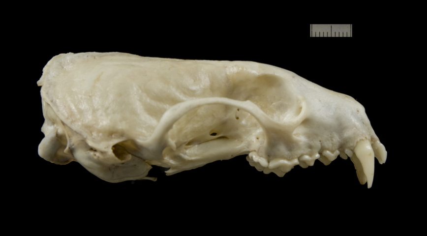 ADW Martes americana SPECIMENS