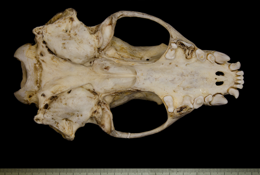 Mellivora capensis