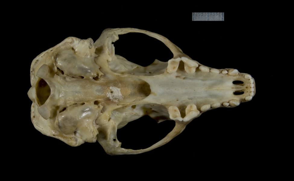 ventral