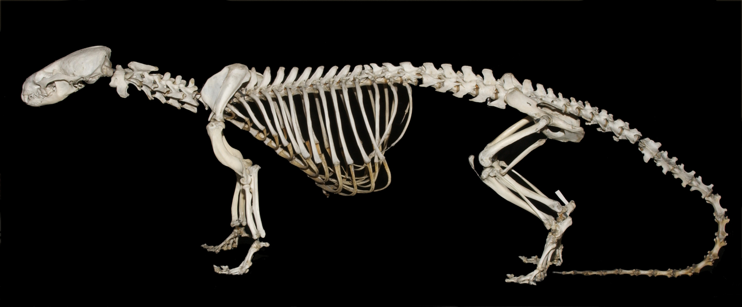 Lontra canadensis