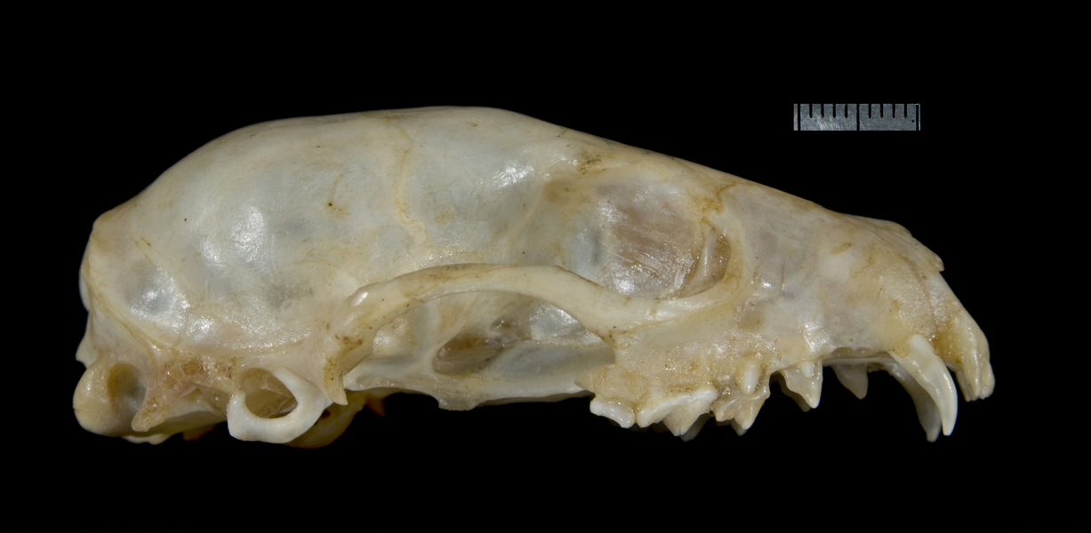 lateral