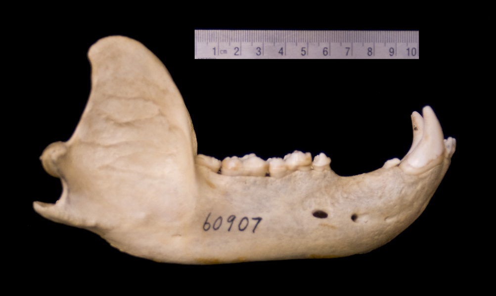 Craniata