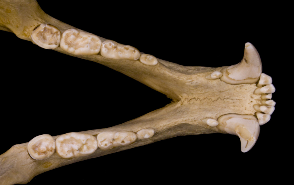 Vertebrata