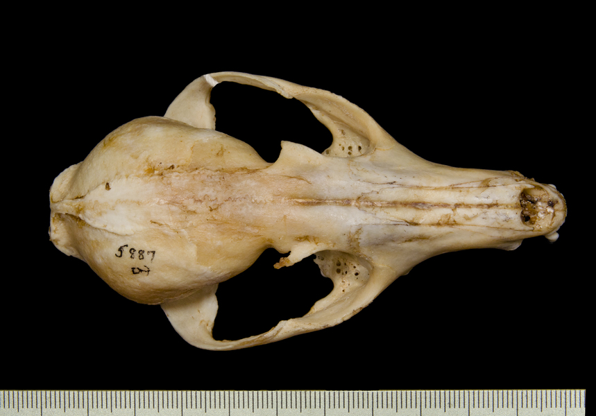 dorsal5479