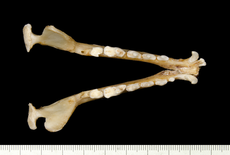 lower_dorsal5483