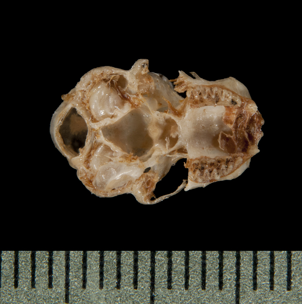 ventral6082