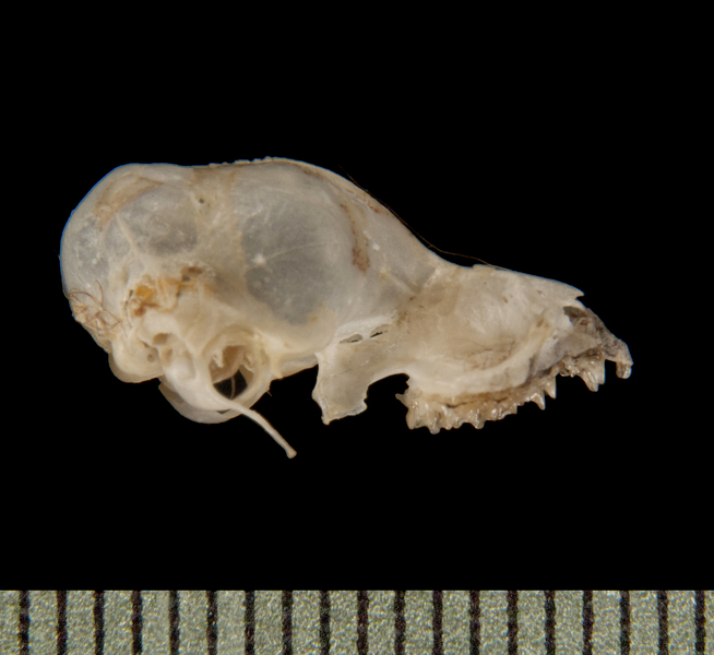 Eumetazoa