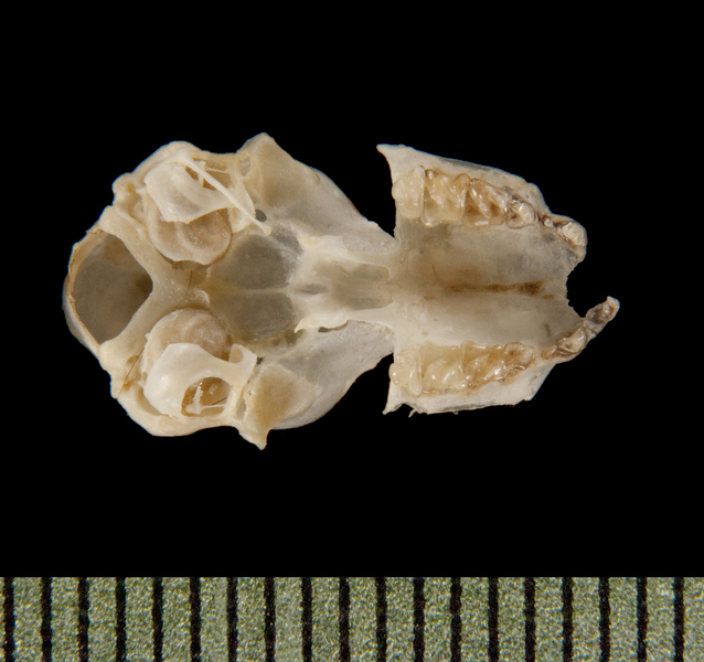 ventral6097