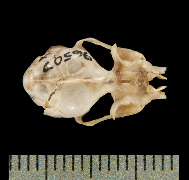 Craniata