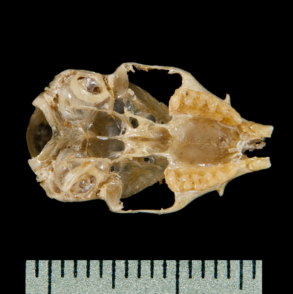 ventral6142