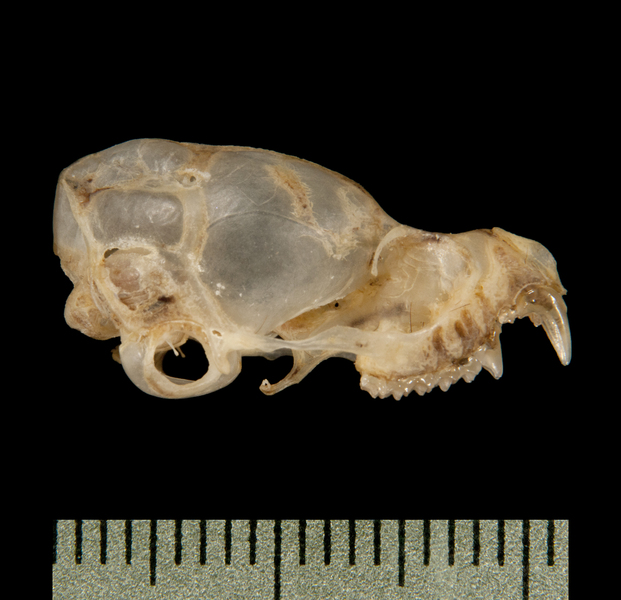 Eumetazoa