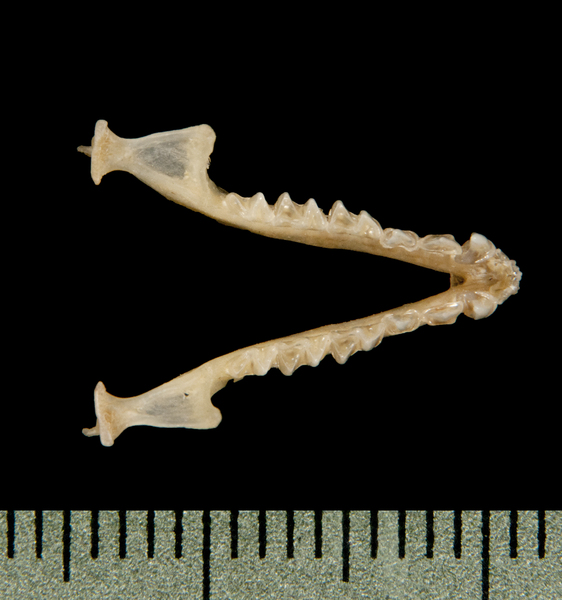 lower_dorsal6151