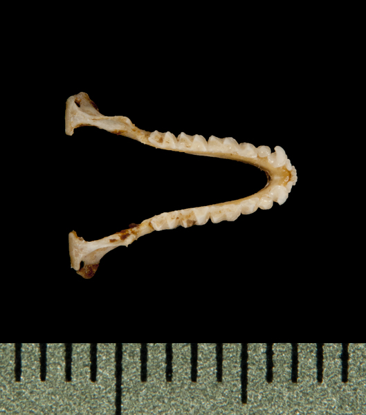 Vertebrata