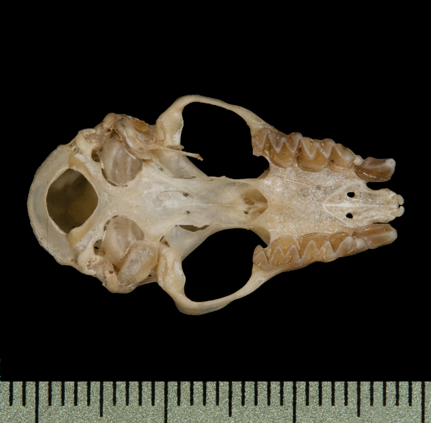 Hipposideridae