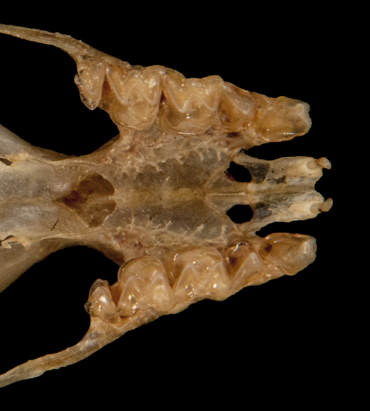 Deuterostomia