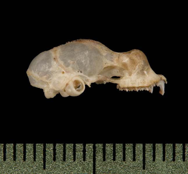 Hipposideros pygmaeus
