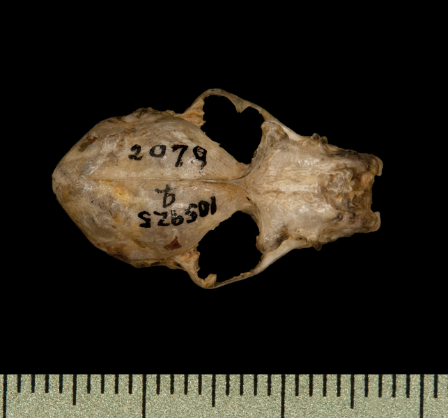 dorsal6184