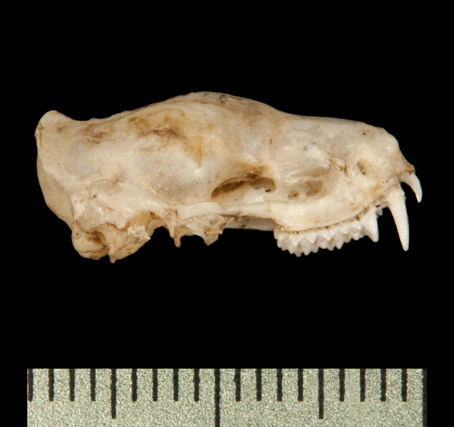 Chaerephon plicatus