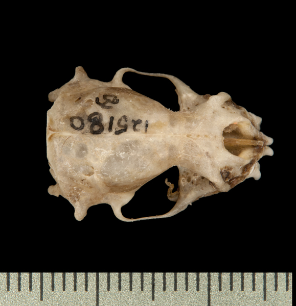 dorsal6229
