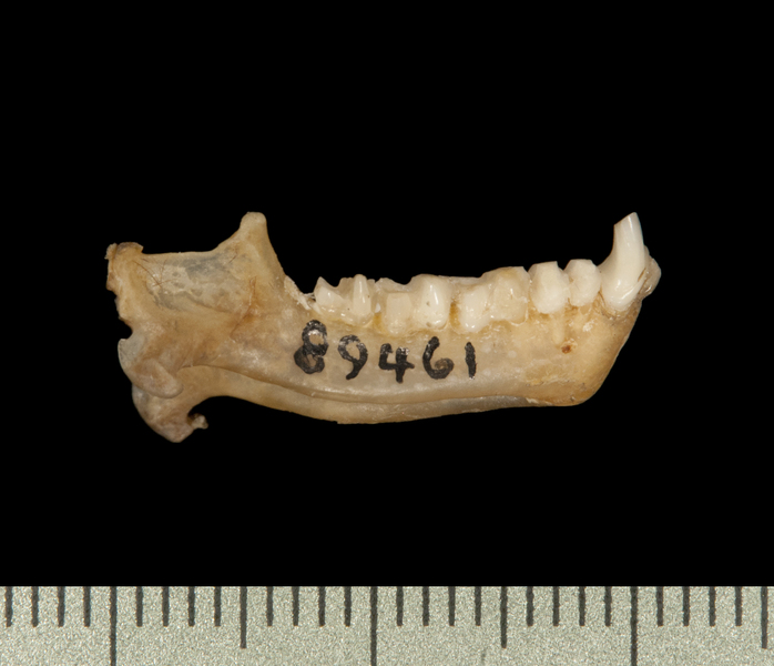 lower_lateral6212
