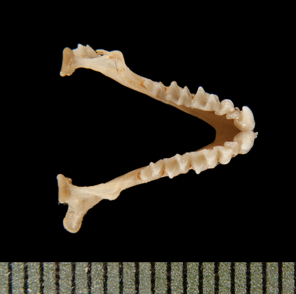 Vertebrata