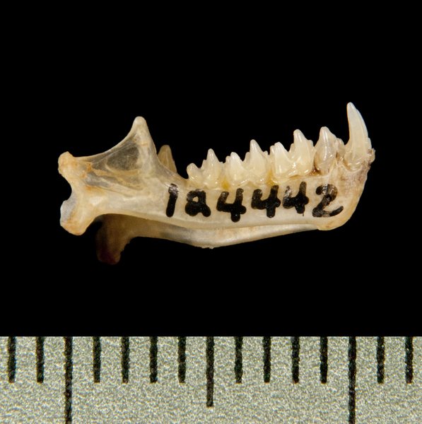 lower_lateral6267