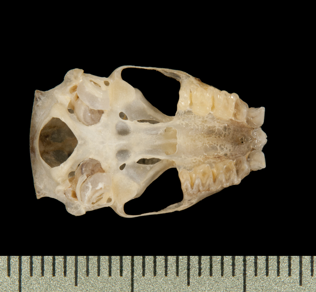 ventral6291