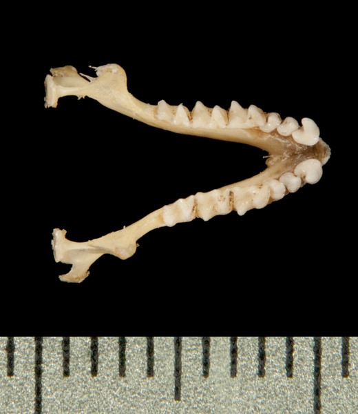 Mormopterus