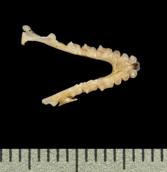 lower_dorsal6574