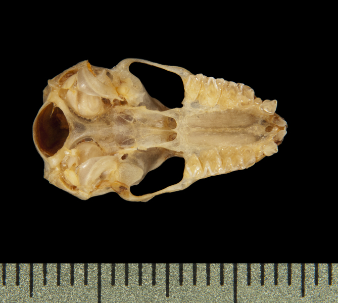 Nyctinomops femorosaccus
