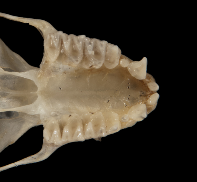 Deuterostomia