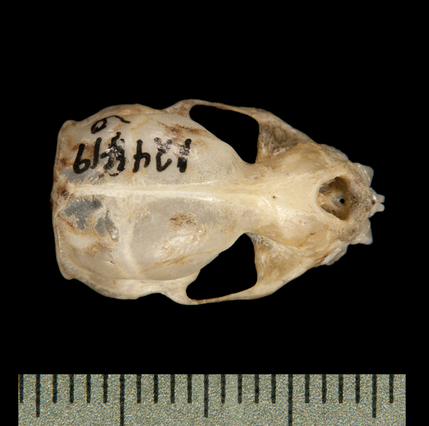 dorsal6305