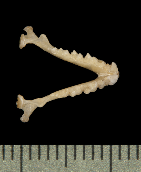 lower_dorsal6304