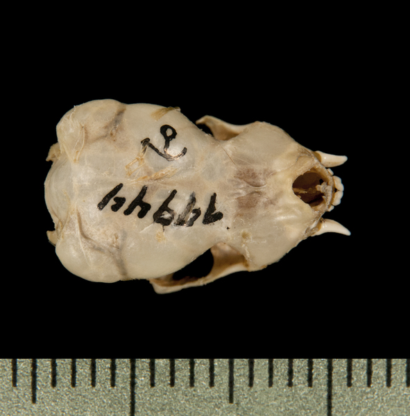 dorsal6377