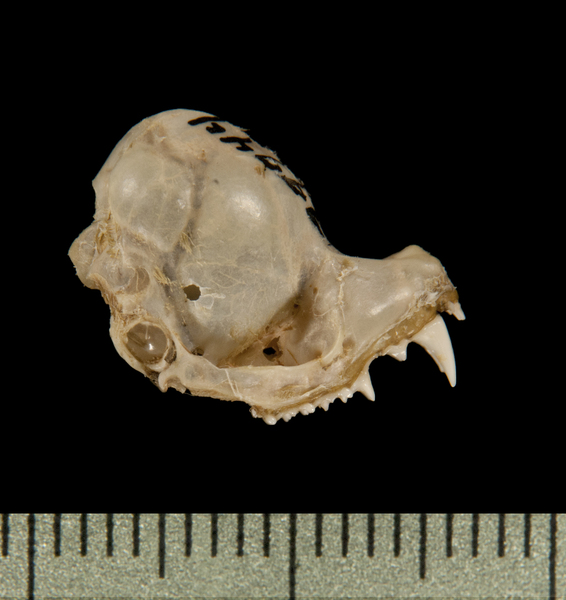 Deuterostomia