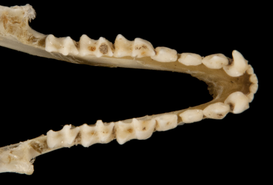 Vertebrata