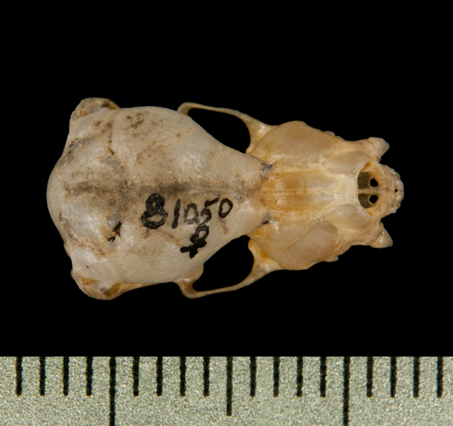 dorsal6372