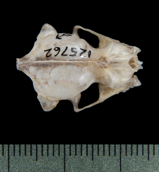 dorsal5284