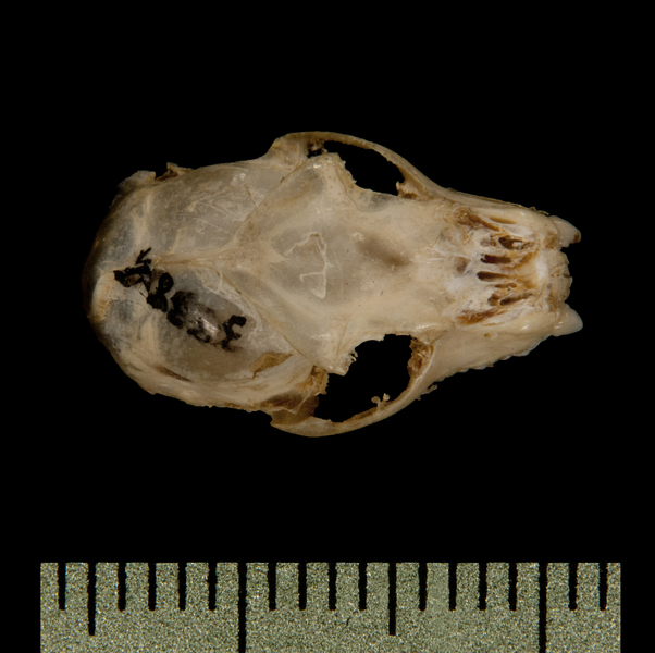 dorsal6049