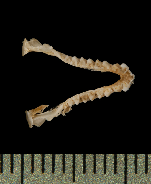 Nycteridae