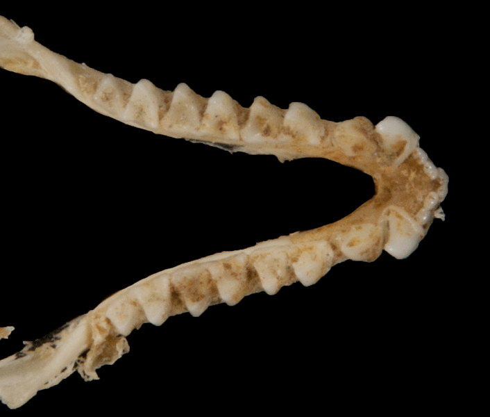 Vertebrata