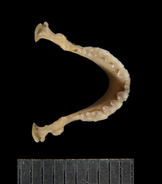 Vertebrata