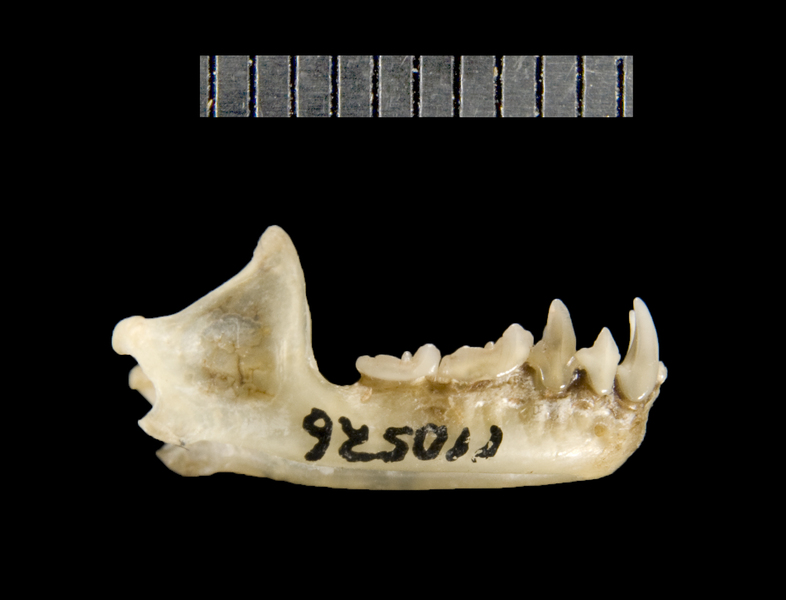 Eumetazoa